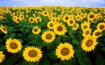 Where is the national sunflower planting base?